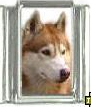 Dog charm - Siberian Husky 2